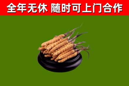 萨尔图区回收冬虫夏草