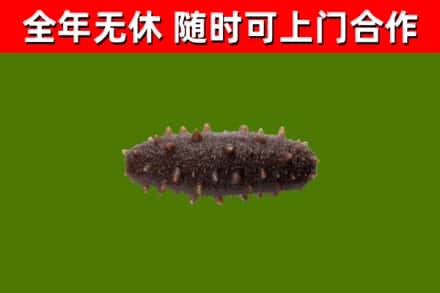 萨尔图区回收海参干